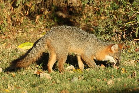 Gray Fox Eating Persimmon Gray Fox Eating A Persimmon In O Flickr