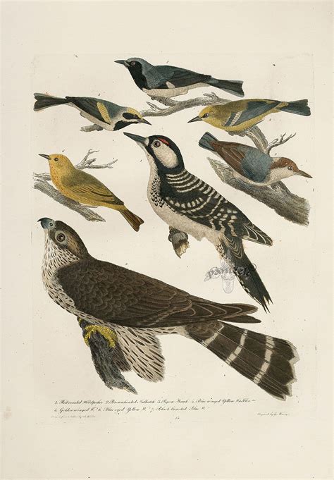 Alexander Wilson American Ornithology Bird Prints 1871 Antique