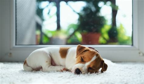 Sleeping through the night, revised edition: How to Get a Puppy to Sleep Through the Night (Most ...