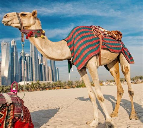 Influencers Are Allegedly Being Paid For Wealthy Dubai Men And Camels