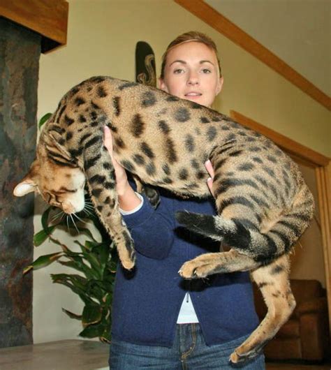 120 Best Images About Savannah Gatos Rocio On Pinterest Cats Serval