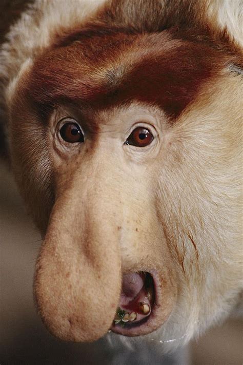 Proboscis Monkeys The Males Have Big Noses To Make Horn Like Sounds Out Of To Attract The