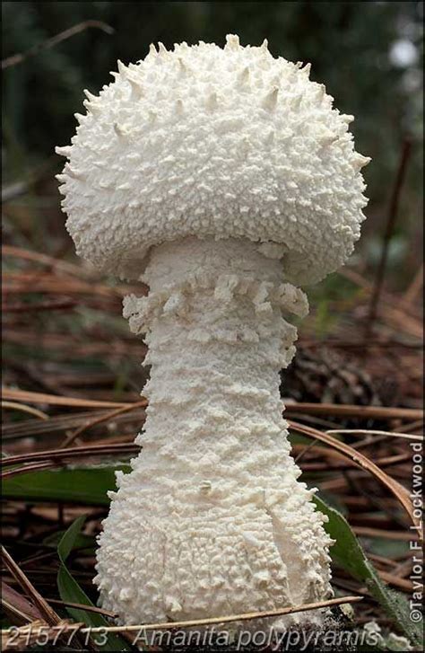 Nice Big White Mushroom In The Nature Mushrooms Relaxing
