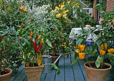 Growing fruits and vegetables in the mountains can be very successful… however, there are some guidelines and tips you will need to consider. How to Make an Urban Vegetable Garden | City Vegetable Garden