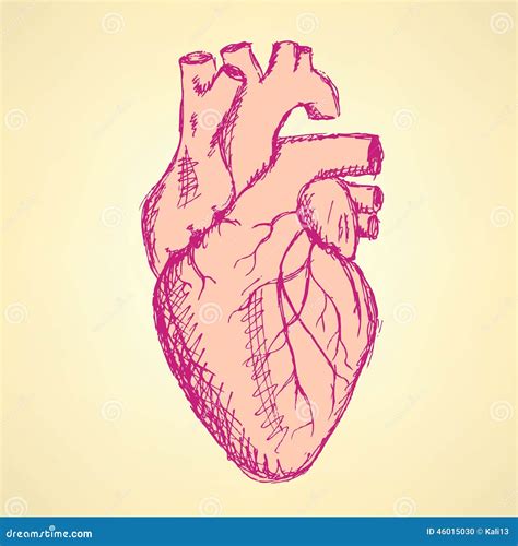 Schets Menselijk Hart In Uitstekende Stijl Vector Illustratie Illustration Of Gravure Lichaam