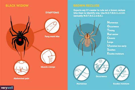 How Long Does A Spider Bite Take To Heal Pest Phobia
