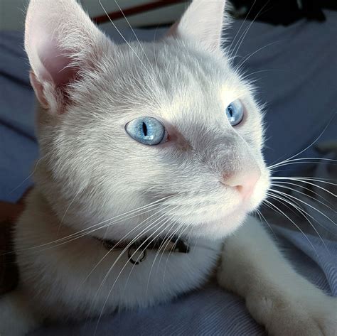 Blue Eyes Cats Meow Kitty Feline