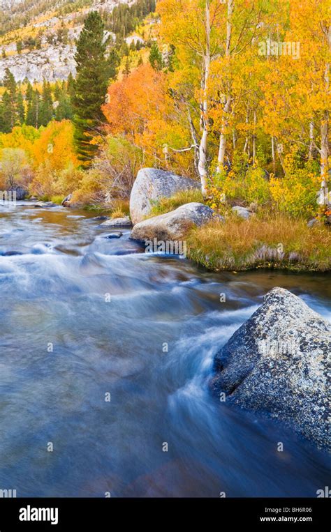 Fall Color Along The South Fork Of Bishop Creek Inyo National Forest