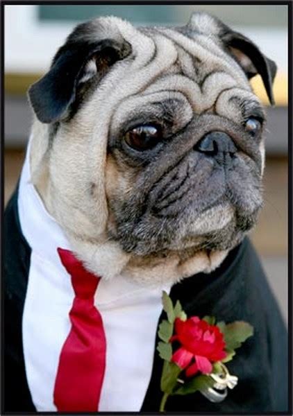 Dog Suit For Wedding Dress The Dog Clothes For Your Pets