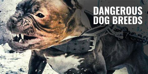 Top 10 Most Deadliest Dog Breeds In The World Must Wa