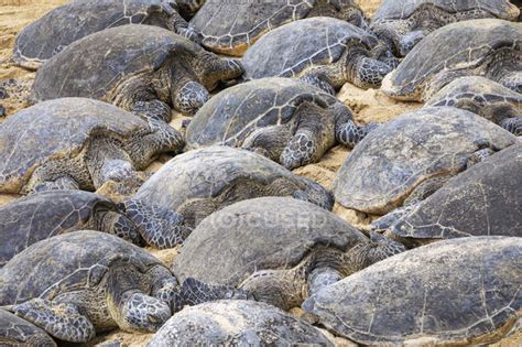 Numerous Green Sea Turtles Chelonia Mydas Sleeping On The Sand On The