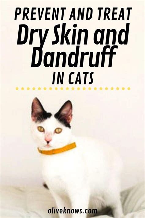 Cat Has Dandruff Treatment Catqp