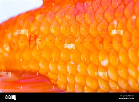Fish Scales Of Goldfish Close Up Stock Photo Alamy