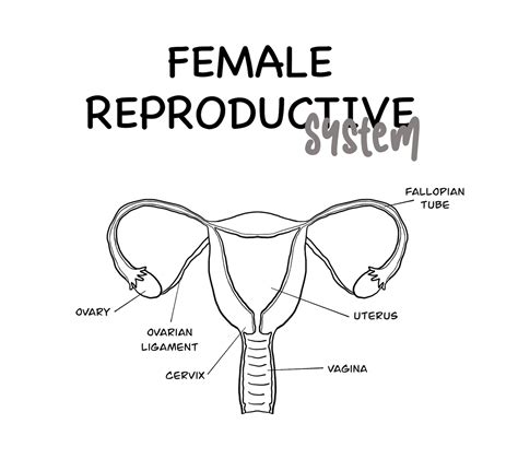 Female Reproductive System Educational Printable Etsy
