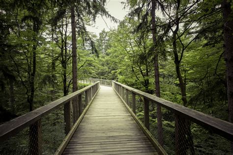 Free Images Tree Forest Path Pathway Branch Track Hiking Trail