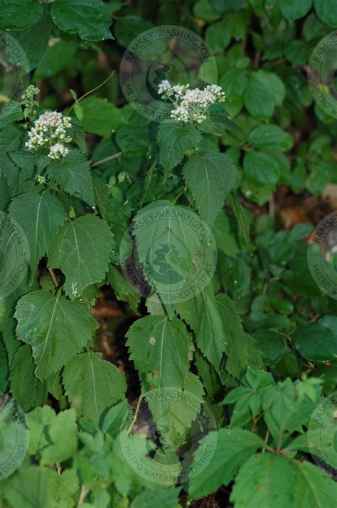 White Snakeroot Rwmwd Plant Guide · Inaturalist