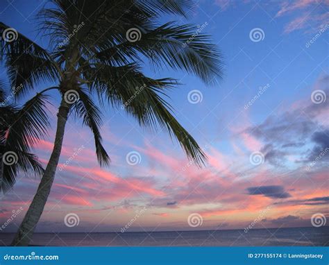Palm Tree at Sunset on the Island of Oahu Stock Photo - Image of