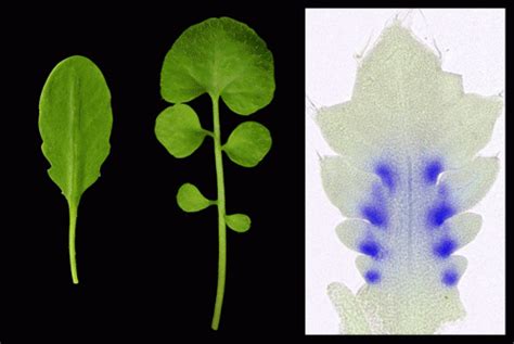 Gene For Dissected Leaves Arabidopsis Thaliana Lost The Rco Gene Over