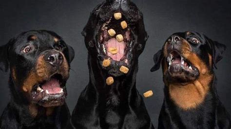 Photographer Captures Dogs Catching Treats Theyre Hilarious U105