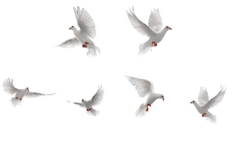 Bird Rock Dove Flight White Birds Collection Png Download 1024646