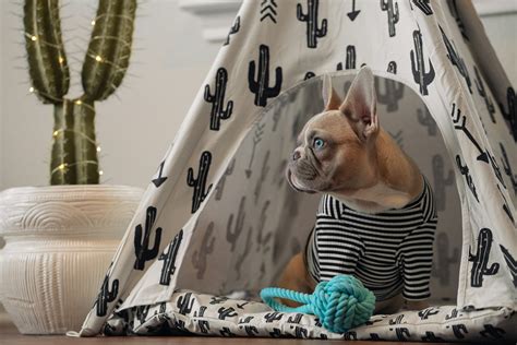 We Found The Best Funny Dog Beds