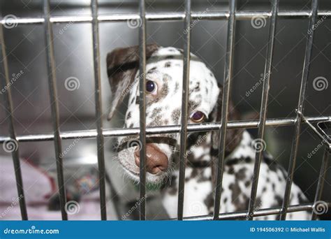 Um Cão Dalmata Resgatado Com Uma Perna Quebrada Numa Gaiola Foto De Stock Imagem De Retrato