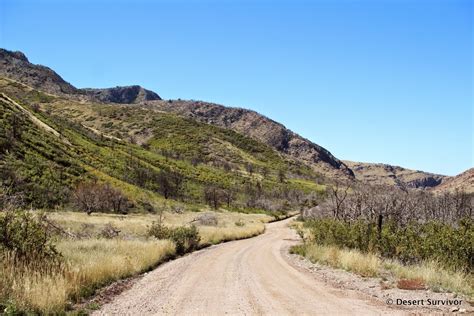 Desert Survivor Oak Creek Canyon