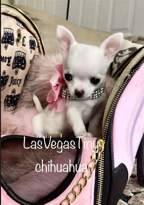 Las Vegas Tiny Chihuahua Chihuahua Puppies Chihuahua Cute Chihuahua