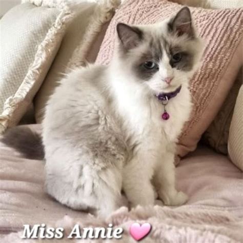 Annie Female Ragdoll Cat In Qld Petrescue