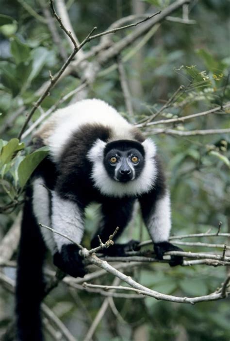 How To Help Lemurs Hang On The Columbian