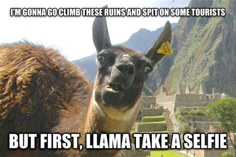 Pin By Dezi Victoria On Random Awkward Animals Funny Llama Llama