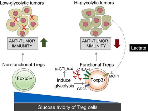 Going Sugar Free Treg Cells Avoid Glucose To Maintain Functional Fitness Gubser