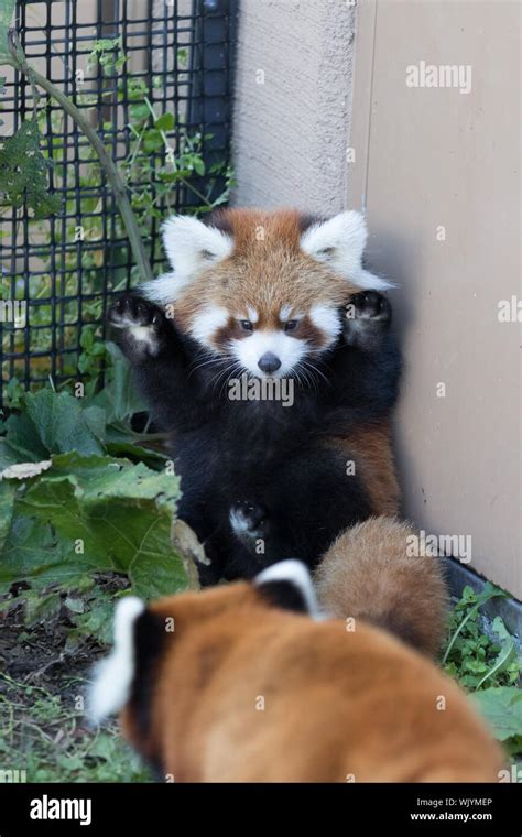 Close Up Of Red Panda In Cage Stock Photo Alamy