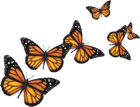 Monarch Butterfly Clipart Png Clipart Best Clipart Best Images