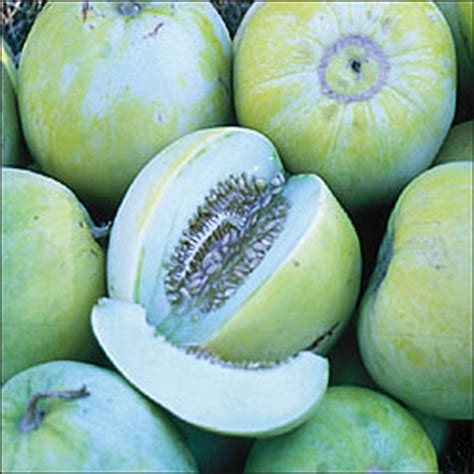 Sakatas Sweet Asian Melon 50 Seeds Heirloom Organic Etsy
