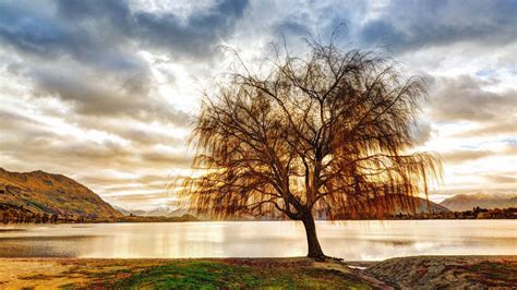 Lonely Tree Mac Wallpaper Download Allmacwallpaper