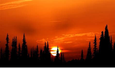 Sunset Orange Forest 4k Hd Nature 4k Wallpapers Images Backgrounds