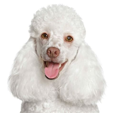 Miniature Poodle Dog Breed Everything About Mini Poodles