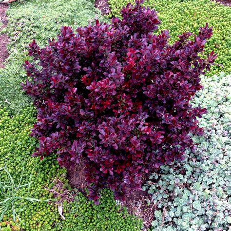 Dwarf Barberry Varieties Ideal For Low Hedges Or Even Indoor Plants
