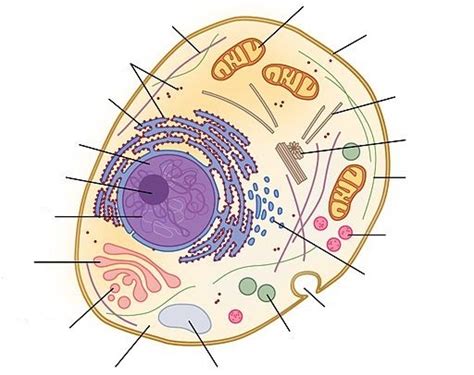 Biochemistry In Anatomy And Physiology Cell Structure DNA RNA And Composition Of