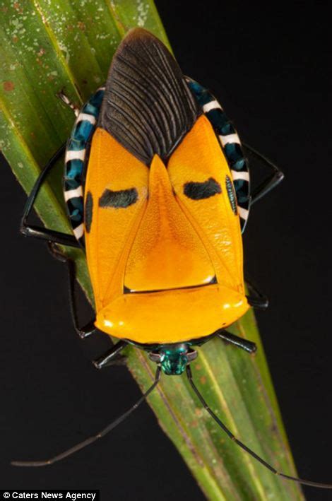 Face It Its A Bugs Life Stunning Photos Show Colourful Markings