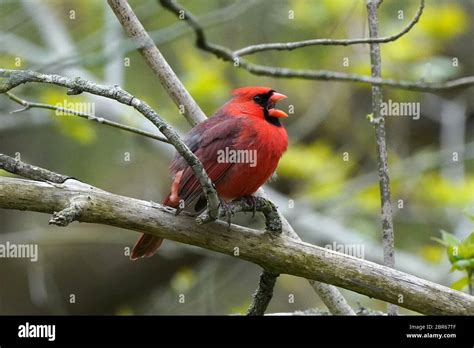 Northern Cardinal Male Singing For A Mate Stock Photo Alamy