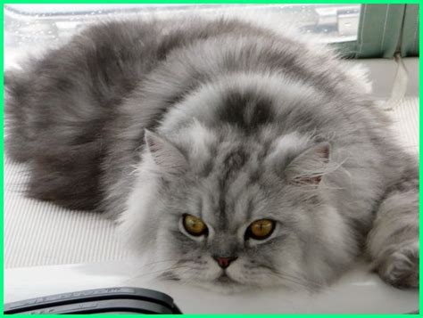 Si kucing berusaha meraih ganggang pintu dan menarik tuasnya dengan satu kaki. Kucing Persia Abu Abu yang Lucu, Foto Gallery - Ekor9.com