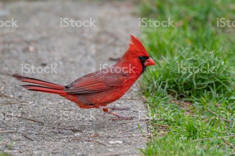 Male Northern Cardinal Bird In Michigan Usa Stock Photo Download