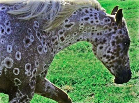 Rare Colored Horses Post Away Appaloosa Horses Horses Rare Horses