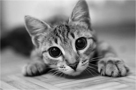 Black And White Cat Cute Kitten Image 275755 On