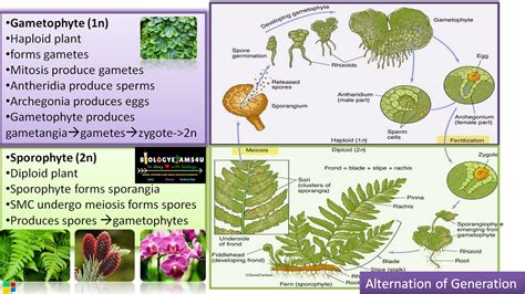 What Is Alternation Of Generation In Plants Difference Between