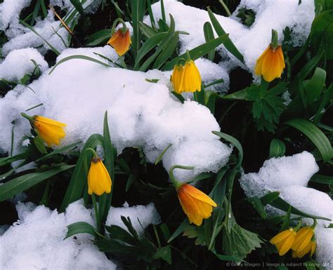 Rocky Mountain Flowers Covered In Snow Yellow Fritillary Covered With Spring Snow Fritillaria