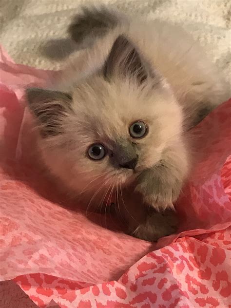 Blue Point Himalayan Kittens