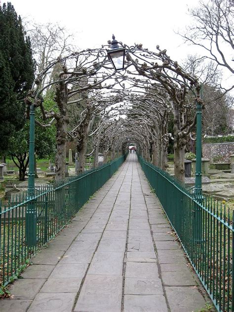 Lime Walk Clifton Graveyard Panoramio Categoryshaped Trees